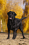 Labrador Retriever