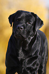 Labrador Retriever Portrait