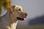 Labrador Retriever Portrait