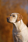 Labrador Retriever Portrait