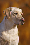 Labrador Retriever Portrait