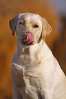 Labrador Retriever Portrait