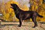 Labrador Retriever