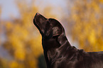 Labrador Retriever Portrait