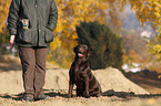 Labrador Retriever