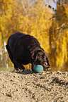 spielender Labrador Retriever