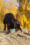 spielender Labrador Retriever