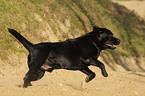 rennender Labrador Retriever