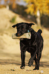 apportierender Labrador Retriever