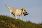 apportierender Labrador Retriever