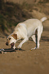 rennender Labrador Retriever