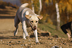 rennender Labrador Retriever