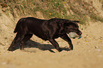 apportierender Labrador Retriever