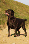 Labrador Retriever