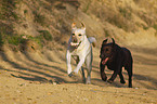 spielende Labrador Retriever