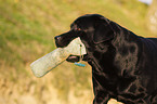 Labrador Retriever Portrait