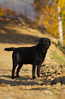 Labrador Retriever