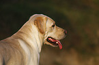 Labrador Retriever Portrait