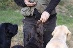 Labrador Retriever werden gefttert