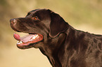 Labrador Retriever Portrait