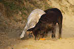 spielende Labrador Retriever