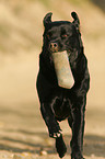 apportierender Labrador Retriever