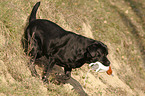 apportierender Labrador Retriever