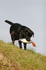 apportierender Labrador Retriever