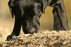 Labrador Retriever Portrait