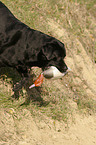 apportierender Labrador Retriever