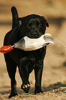 apportierender Labrador Retriever