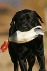 apportierender Labrador Retriever