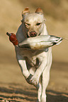 apportierender Labrador Retriever