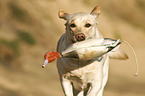 apportierender Labrador Retriever