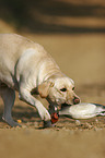 apportierender Labrador Retriever