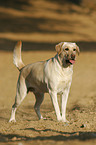 Labrador Retriever