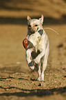 apportierender Labrador Retriever