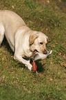 apportierender Labrador Retriever