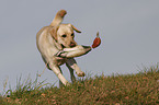 apportierender Labrador Retriever