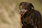 apportierender Labrador Retriever