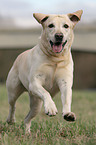 rennender Labrador Retriever