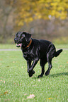 rennender Labrador Retriever