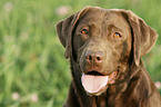 Labrador Retriever Portrait