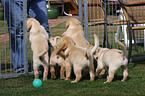 Labrador Retriever Welpen