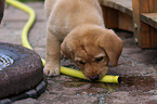 Labrador Retriever Welpe