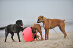 spielende Hunde