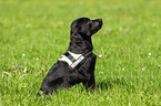 Labrador Retriever Welpe