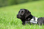 Labrador Retriever Welpe