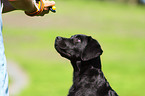 Labrador Retriever Welpe