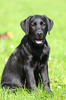 Labrador Retriever Welpe